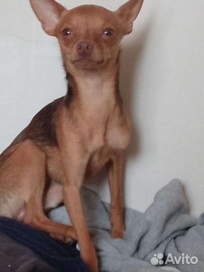 Вязка мини той-терьер