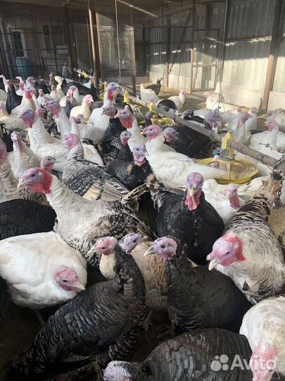 Мясо домашней индейки