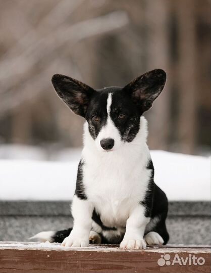 Щенки корги, питомник