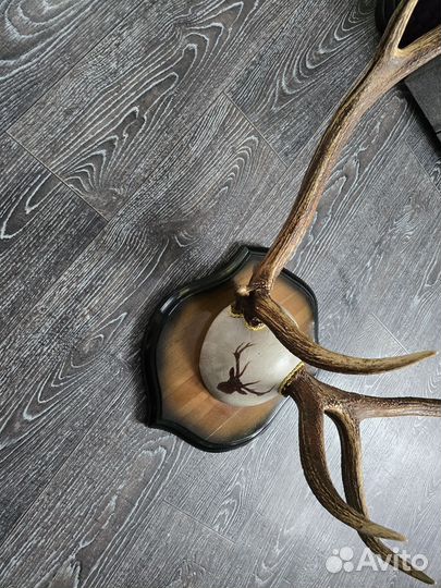 Рога оленя