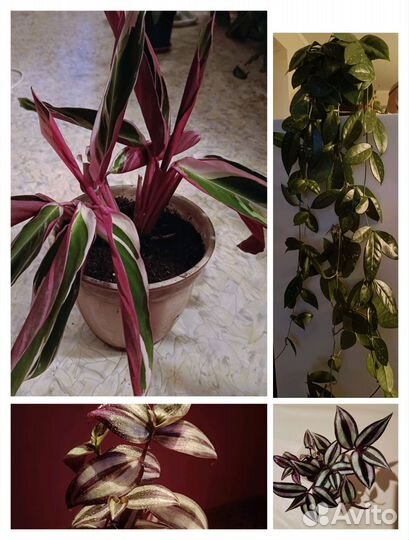 Строманта триколор, традесканция, хойя