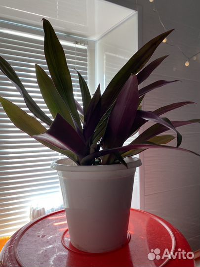 Традесканция разноцветная