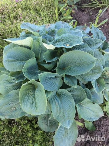 Хоста разный цветов