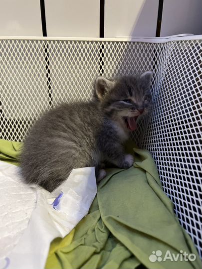 Котенок в добрые руки