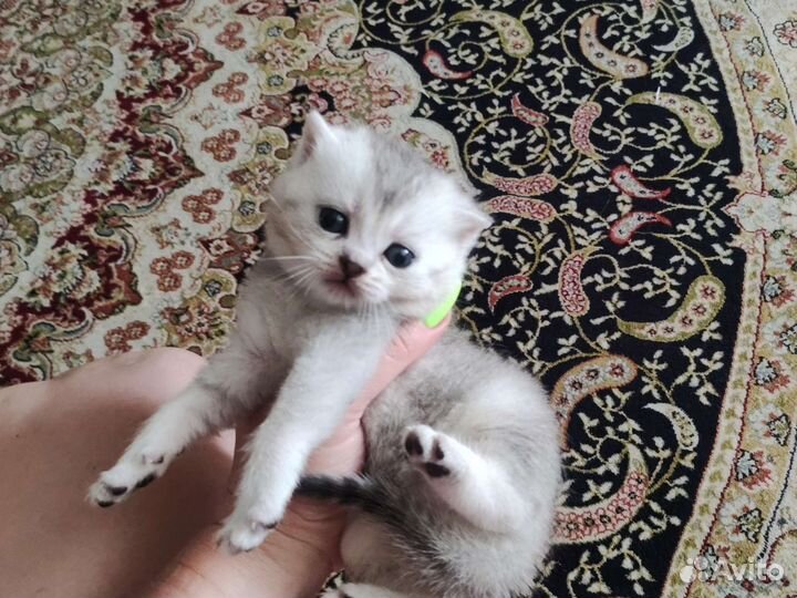 Британская кошка