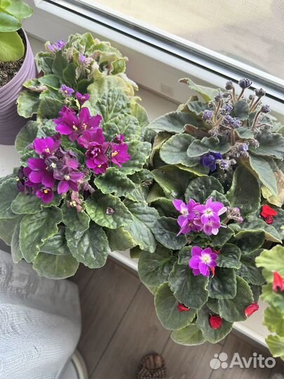 Растения для флорариума