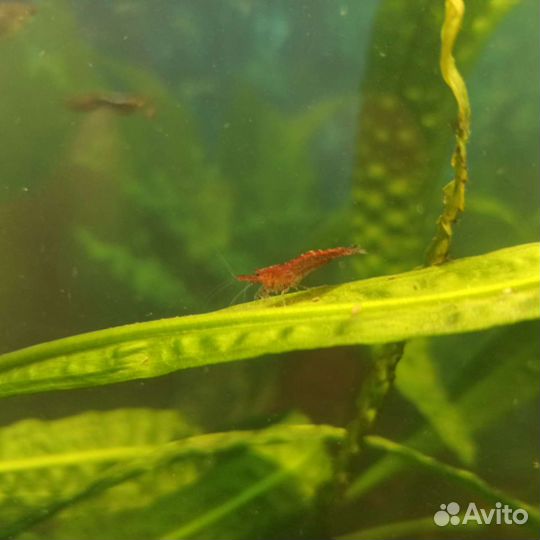 Аквариумные рыбки гуппи, креветки