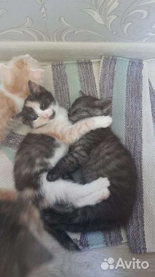 Котята в добрые руки