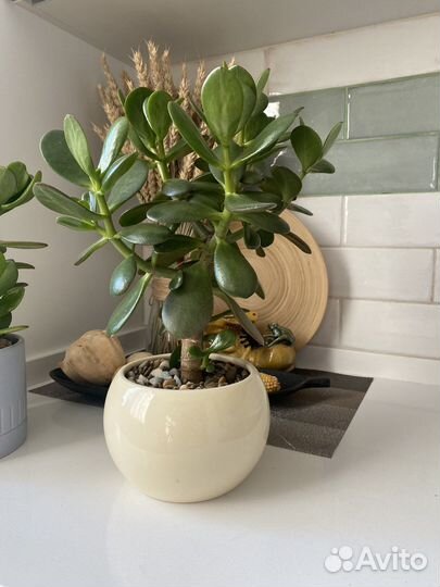 Толстянка, денежное дерево