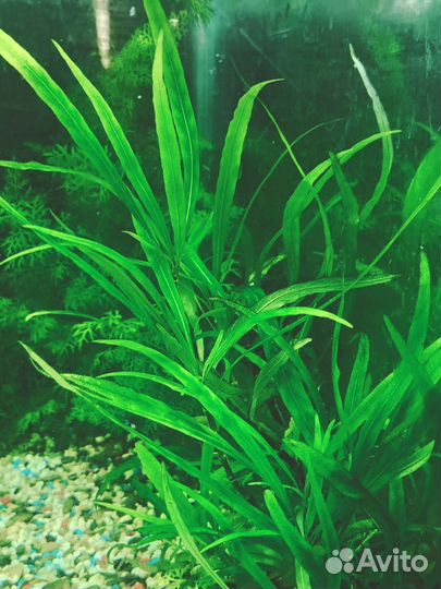 Аквариумные рыбки и растения