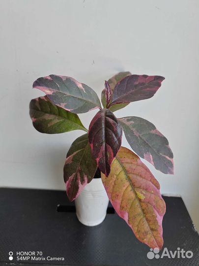 Монстера, Псевдоэрантемум вариегатный