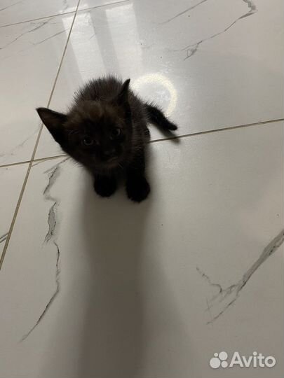 Котята в добрые руки 1 месяц