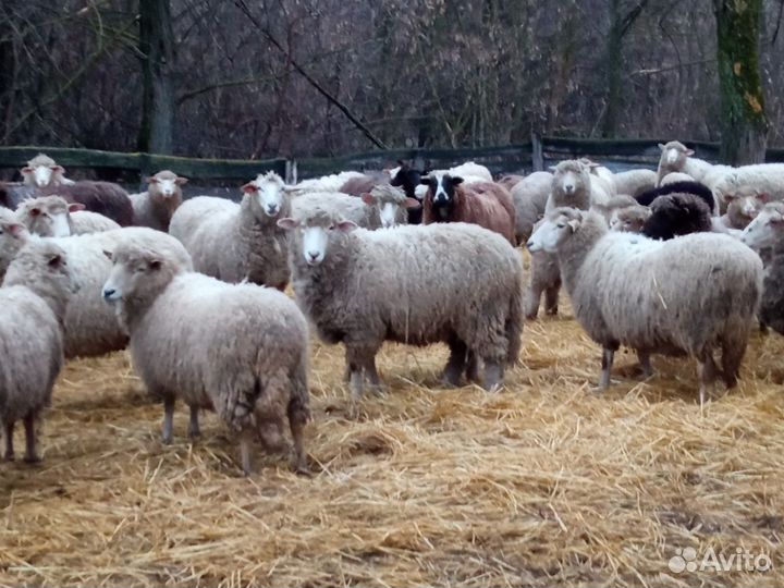 Овцы бараны на мясо
