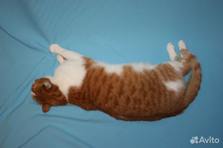 Фото фон портативный, хромакей и софиты