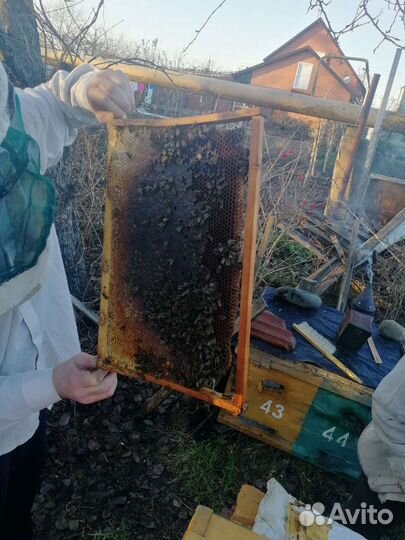 Мед акация липа и разнотравье