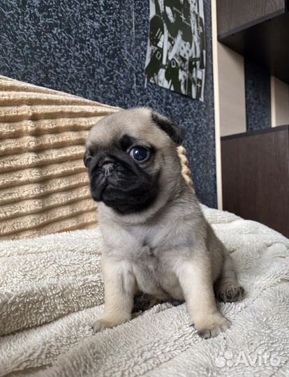 Щенки мопса