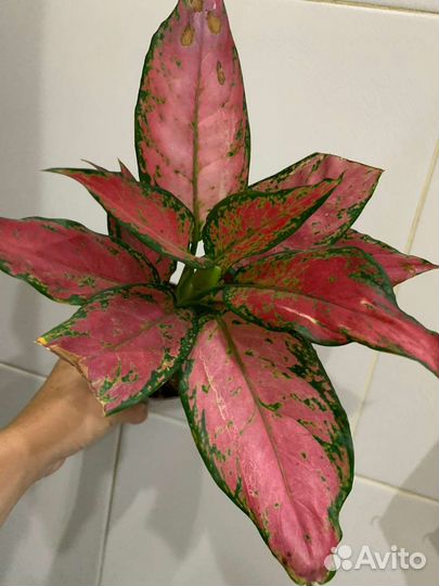 Аглаонемы сортовые