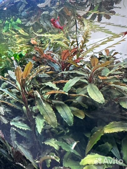 Буцефаландры