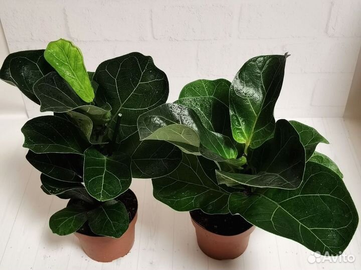 Фикус лирата бамбино