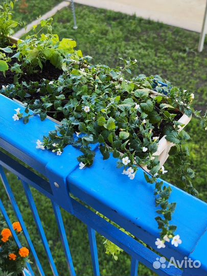 Бакопа белая