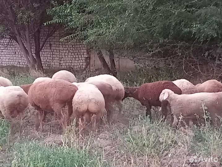 Овцы бараны ягнята