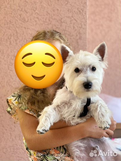 Вест хайленд уайт терьер