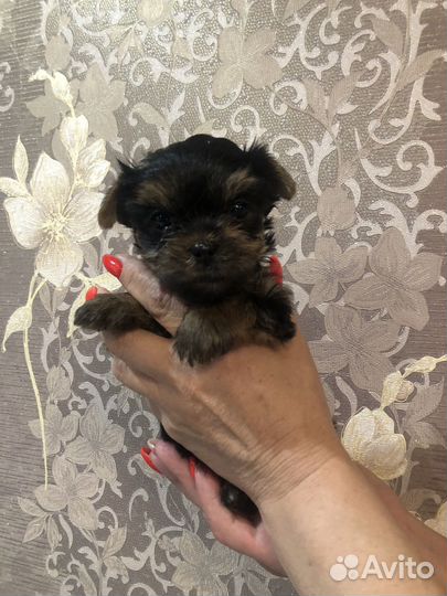 Йоркширский терьр