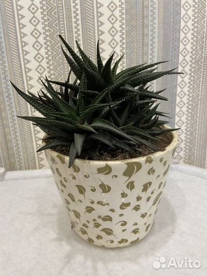 Суккуленты