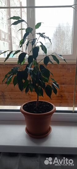 Фикус бенджамина
