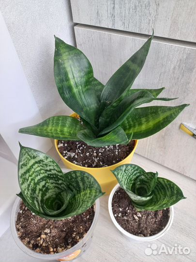 Сансевиерия Ханни Медиапикта