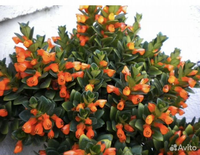 Нематантус