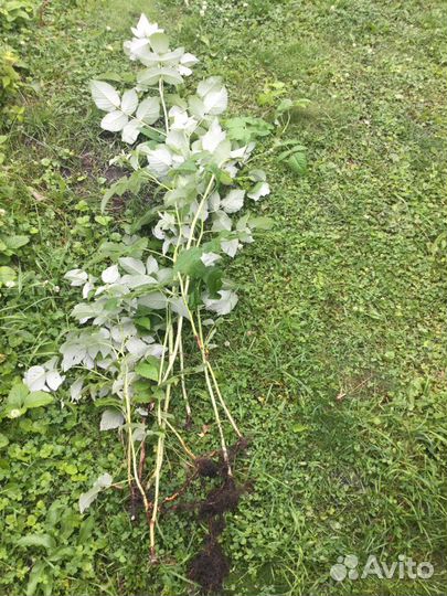 Крупная малина ирга смородина слива саженцы