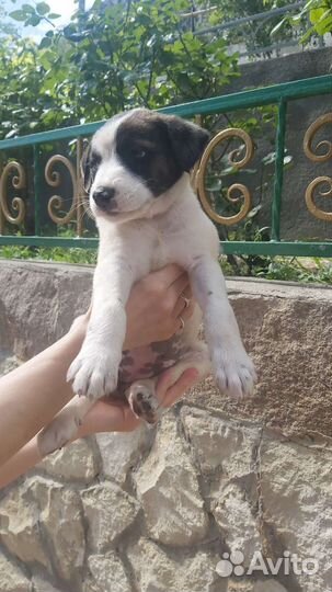 Маленькая собака в добрые руки бесплатно