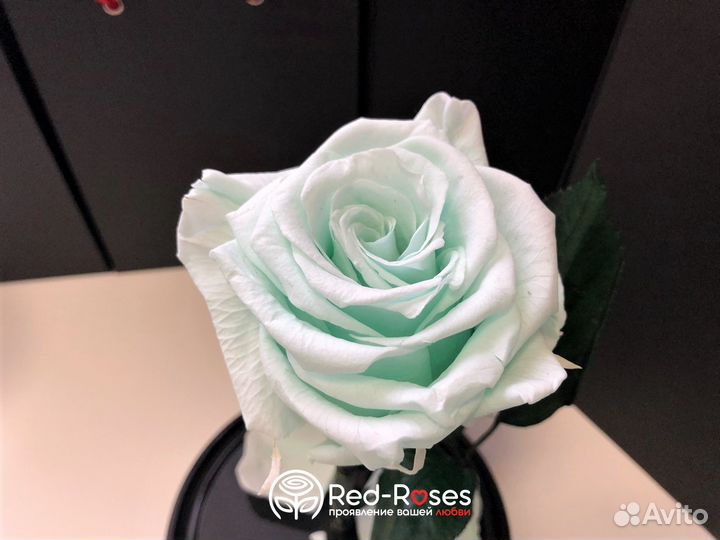 Роза в колбе Кинг Сайз