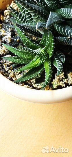 Эхеверия, хавортия, фиалка