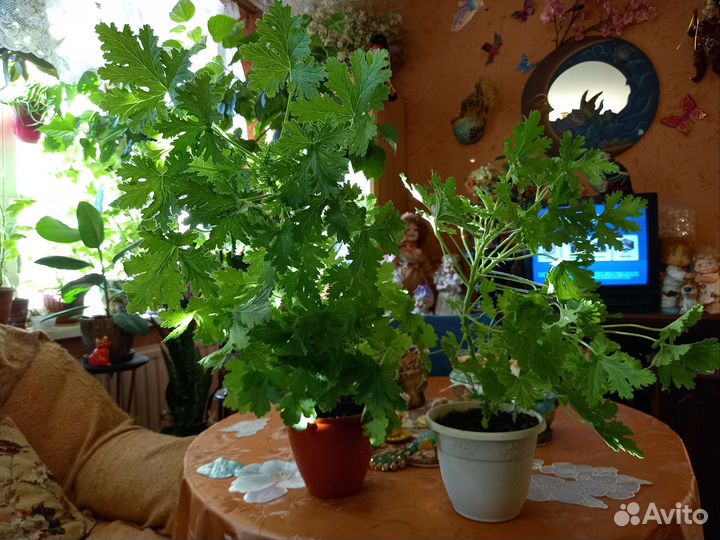 Герани душистые