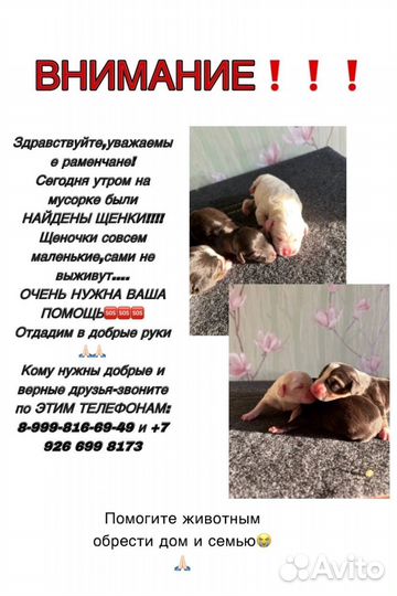 Щенки ищут дом