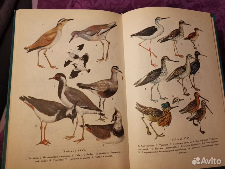 Птицы открытых и околоводных пространств СССР