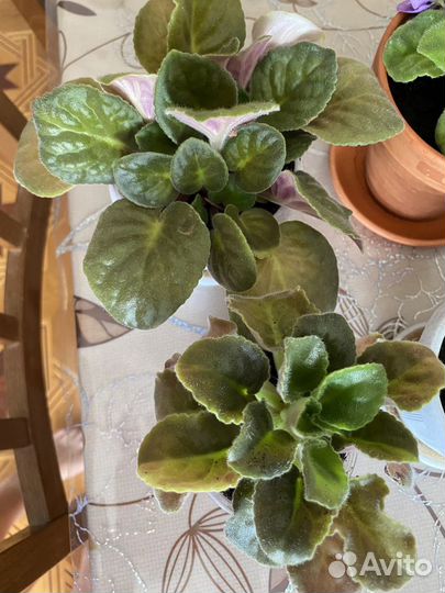 Фиалка махровая