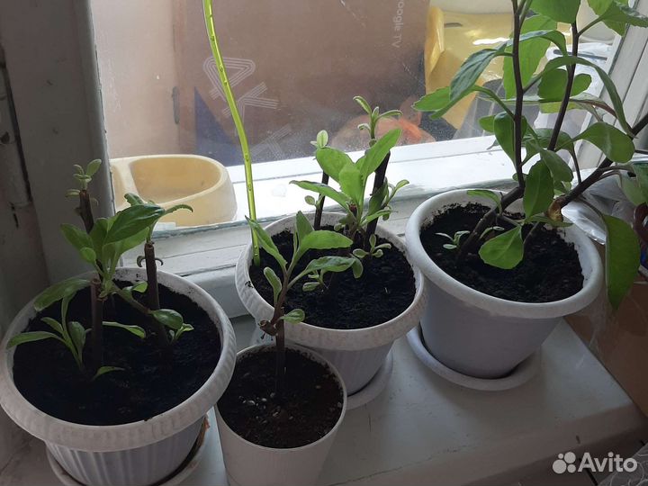 Джинура (листья Бога) -растение от ста болезней