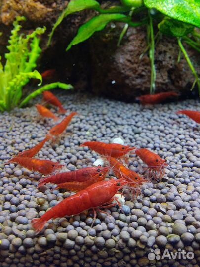 Аквариумные креветки и растения