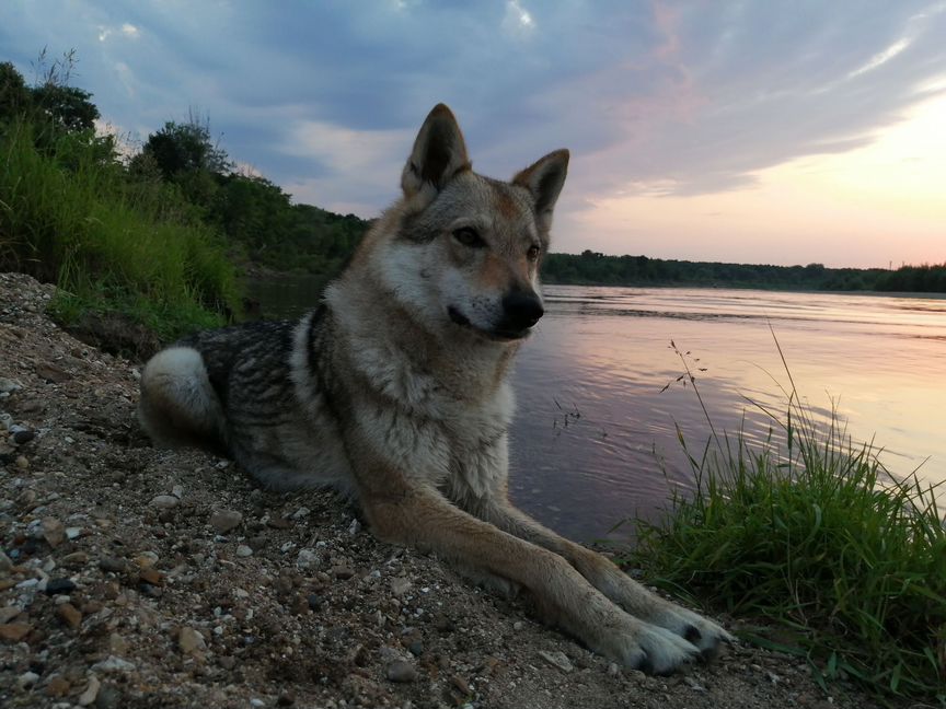 Щенки. Чехословацкий влчак