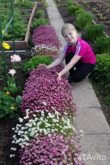 Камнеломка