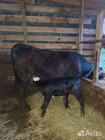 Корова с теленком