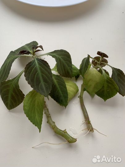 Бальзамин (Ванька мокрый)