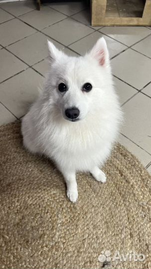 Японский шпиц вязка