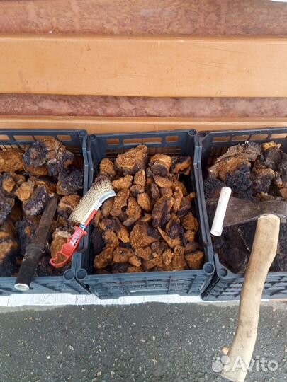 Чага кусковая