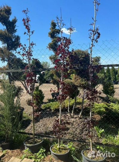 Клен красный