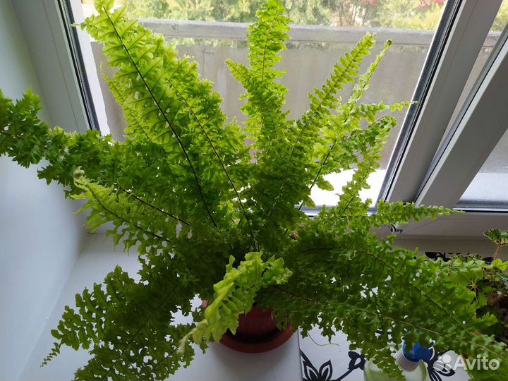 Папоротник