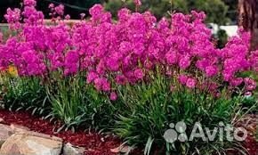 Лихнис смолка